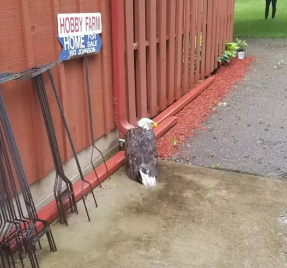 Injured Bald Eagle Saved By Northfield Police Department