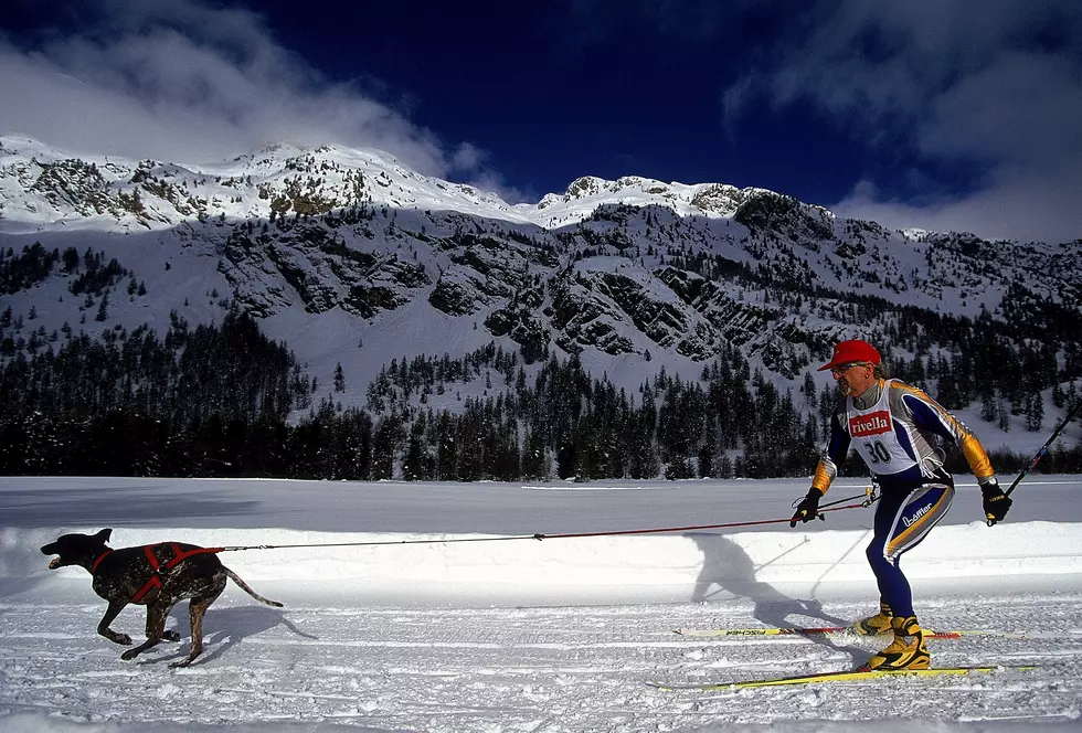 5 Things You'll Need To Go Skijoring With Your Dog This Winter