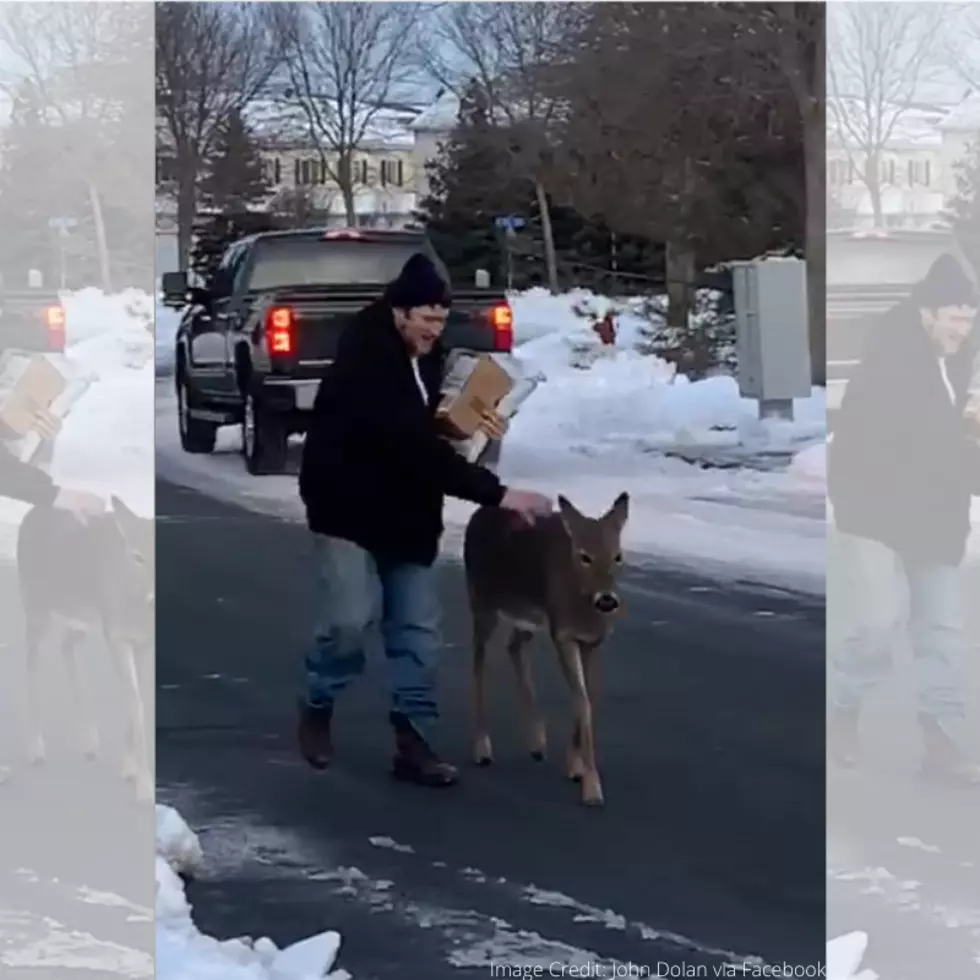 WATCH: Minnesota Deer Walks Up And Let’s Guy Pet It