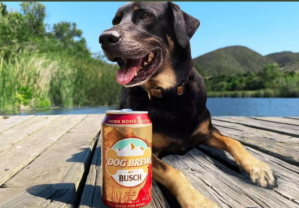 Man’s Best Drinkin’ Buddy? Busch Releases Doggy Brew