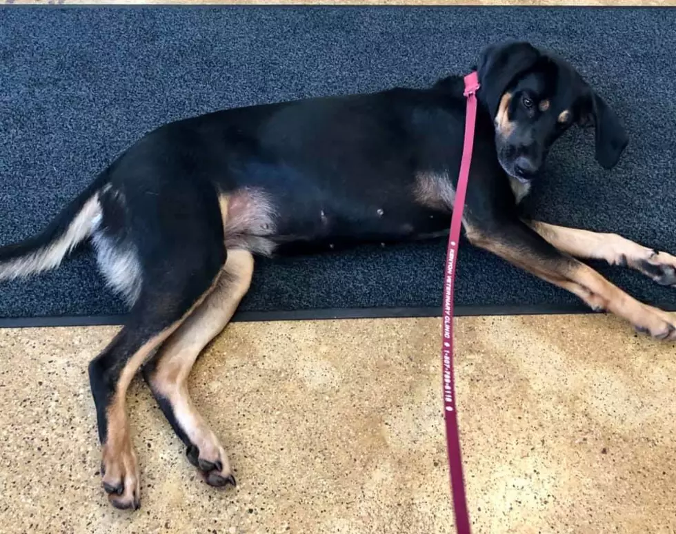 Local Police Department Looking For A Home For Found Dog