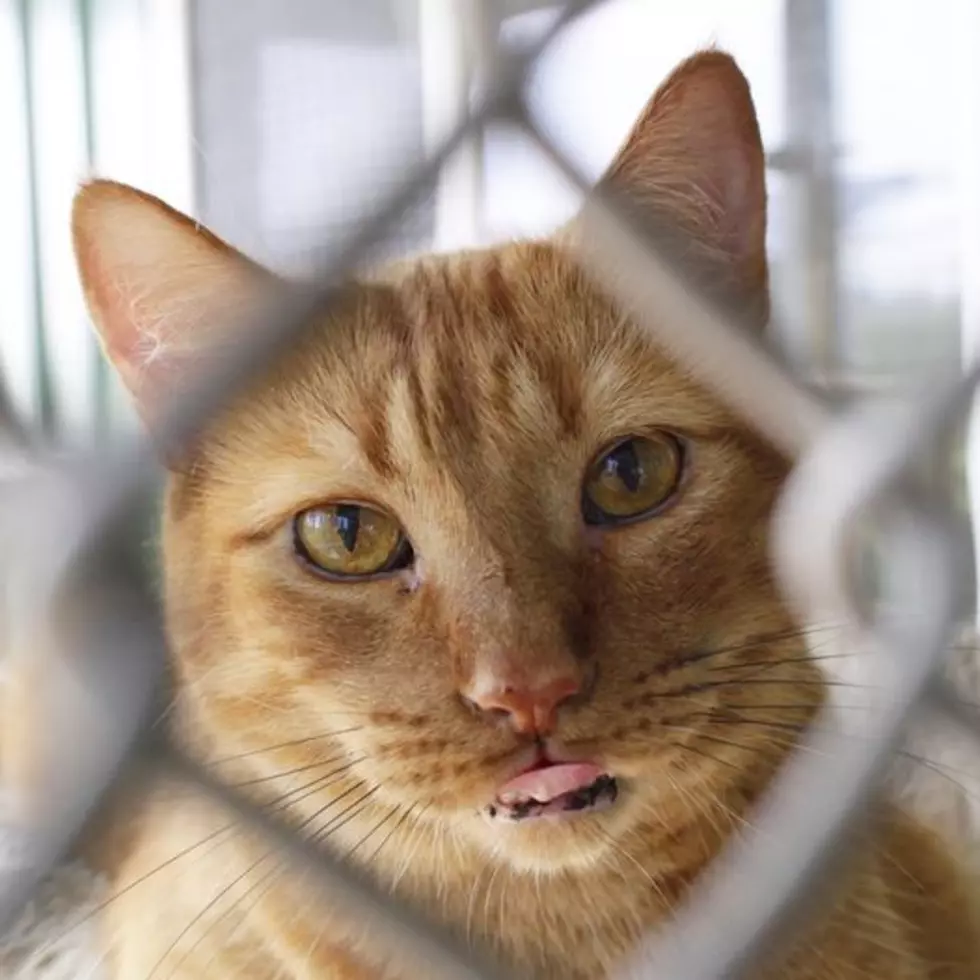 This Cat Has Been At This Minnesota Shelter For Almost 10 Years!