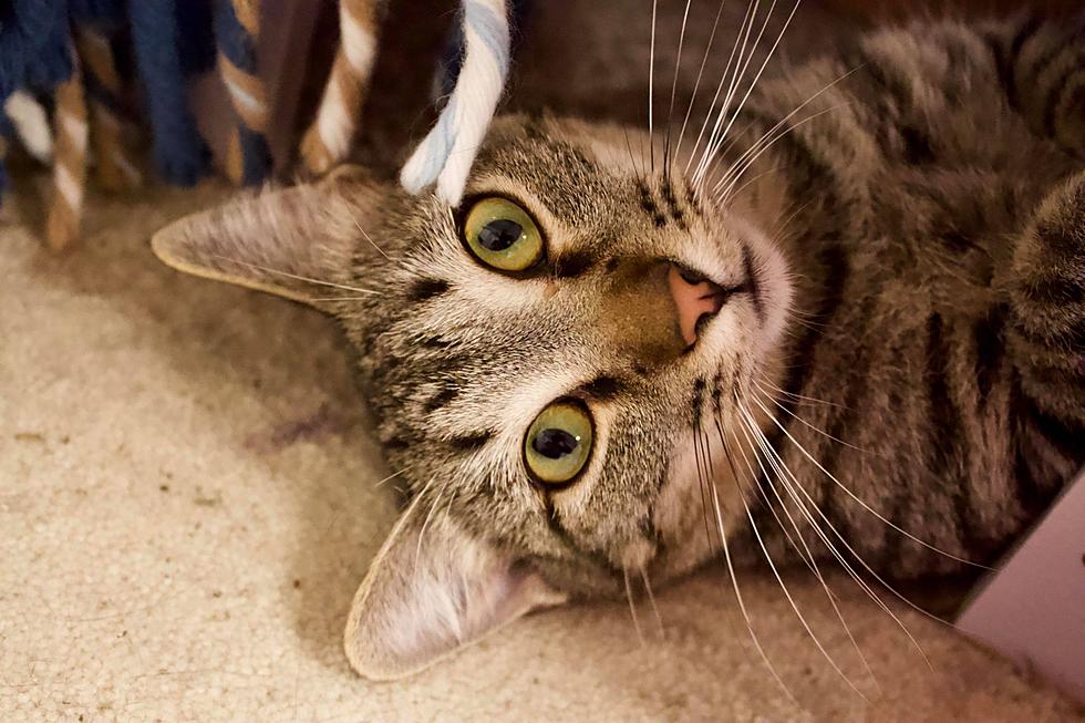 Adoptable Pet Of The Week: Kasson The Cat