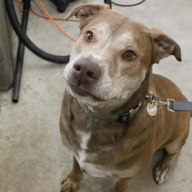 Adoptable Animal Of The Week: Meet Archer The Dog