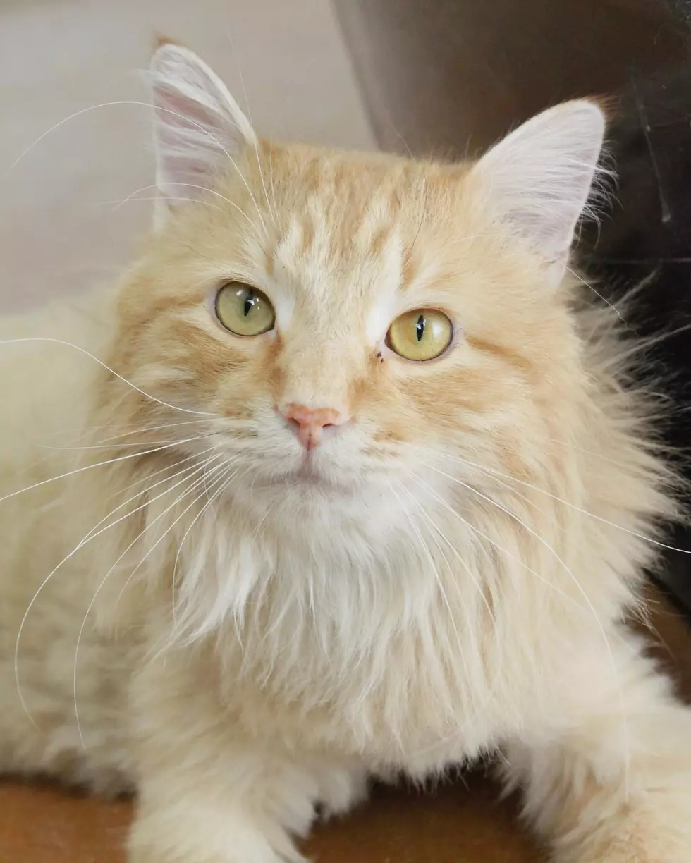 Adoptable Animal of the Week: Meet Wallace the Cat