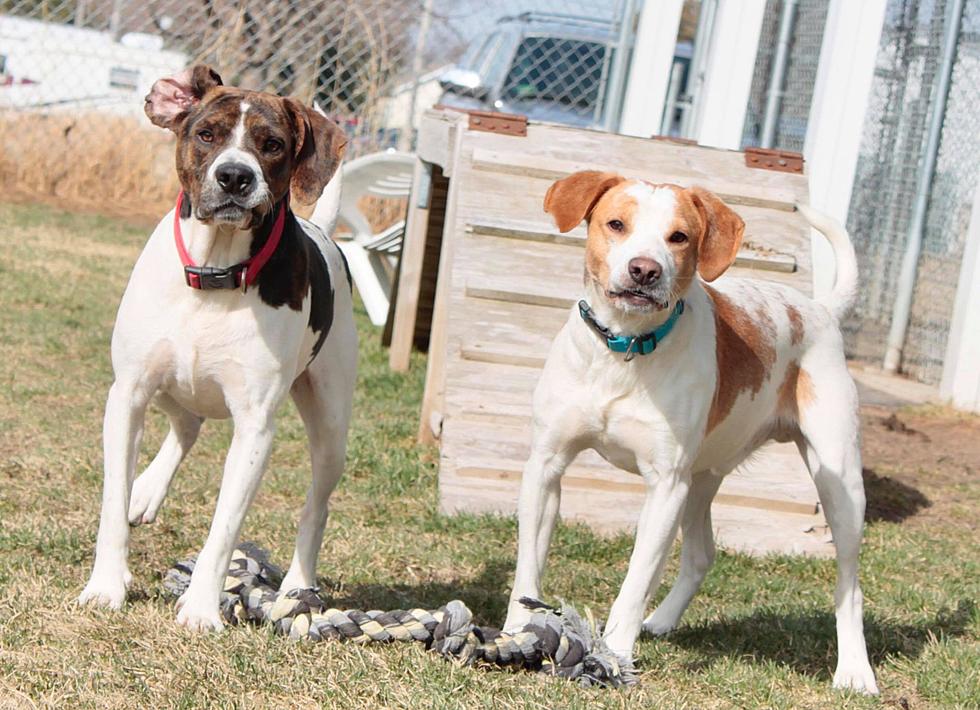 Adoptable Pair Of Hounds Looking For A New Home, Will It Be Yours?
