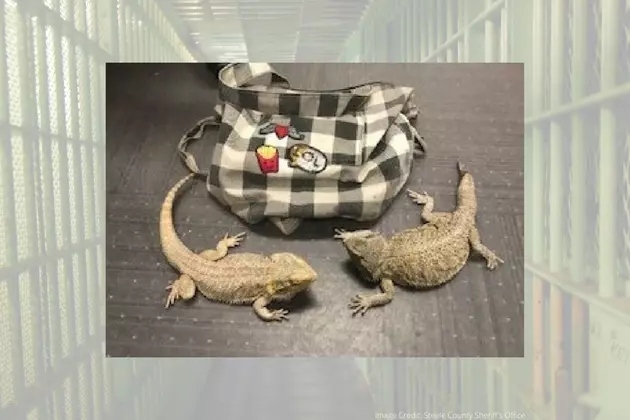 Arrested Woman In Steele County Had Lizards In Her Purse