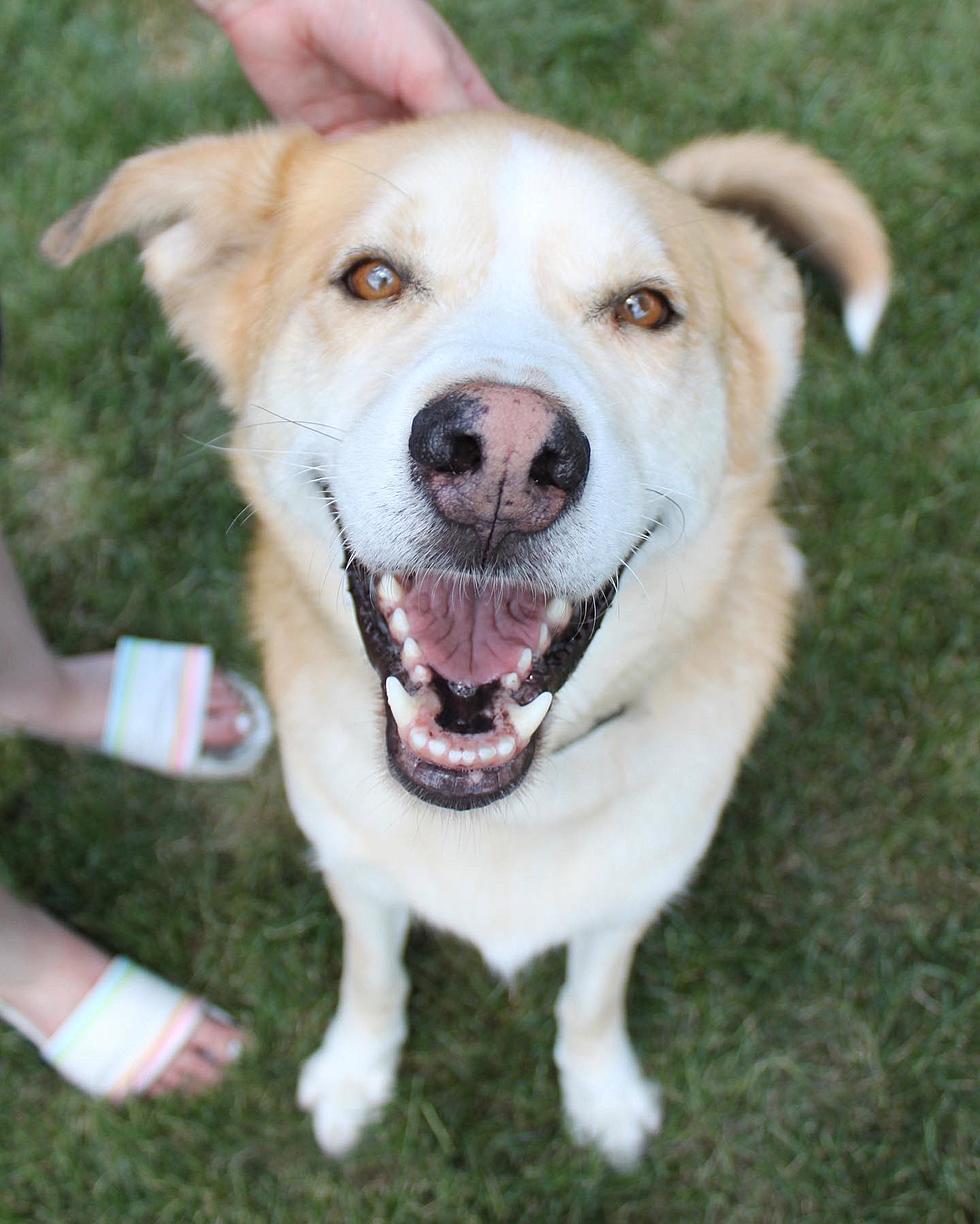 This ‘Happy-Go-Lucky Husky-Mix’ Is Looking For The Right Home