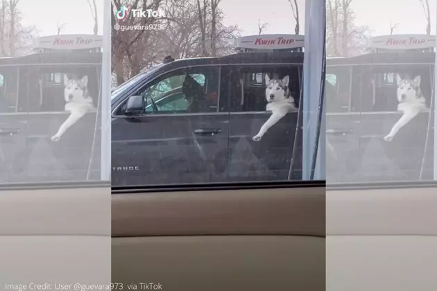 This Minnesota Dog Is Just &#8216;Keeping It Real Back Here&#8217; On TikTok