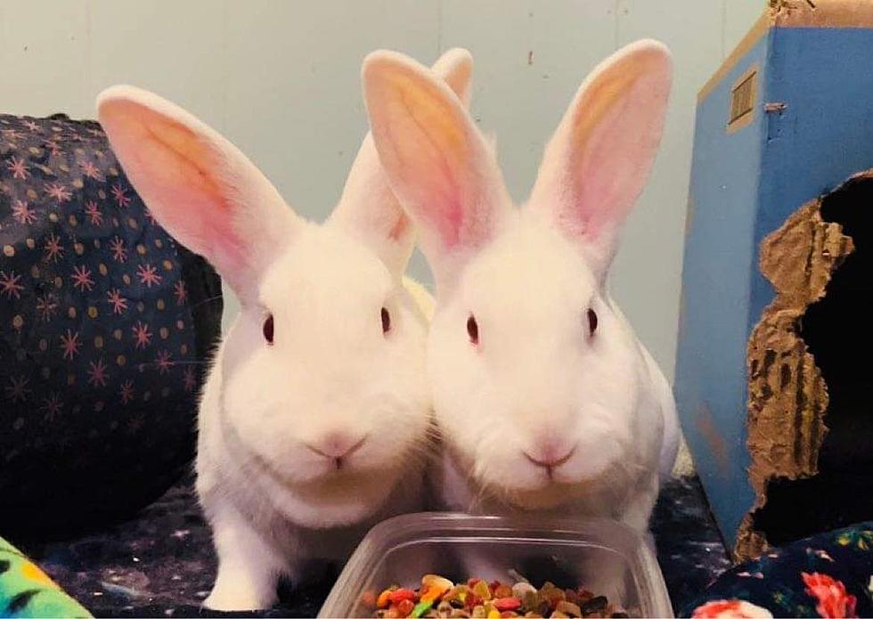 Backyard Hoarding Situation Leads To These Two Bunnies Needing A Home
