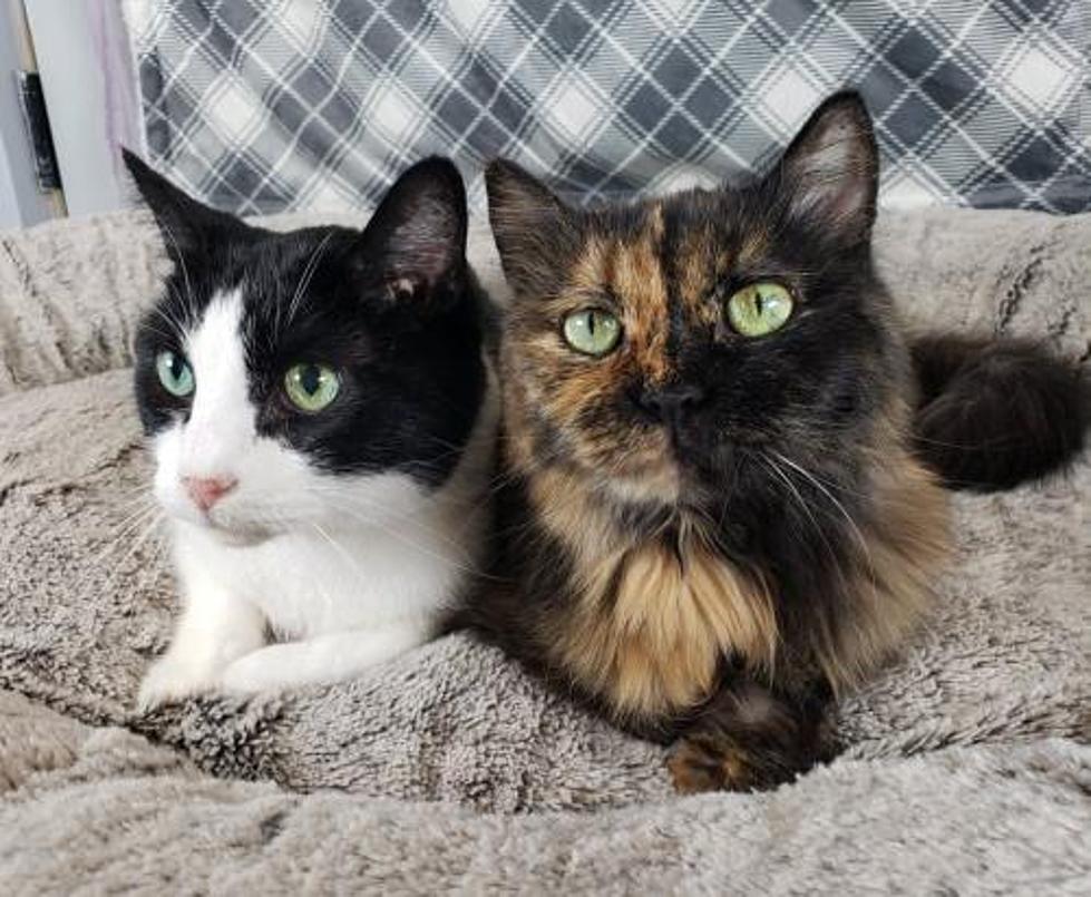 This Darling Duo Is Looking For A New Accepting Home To Live Out 