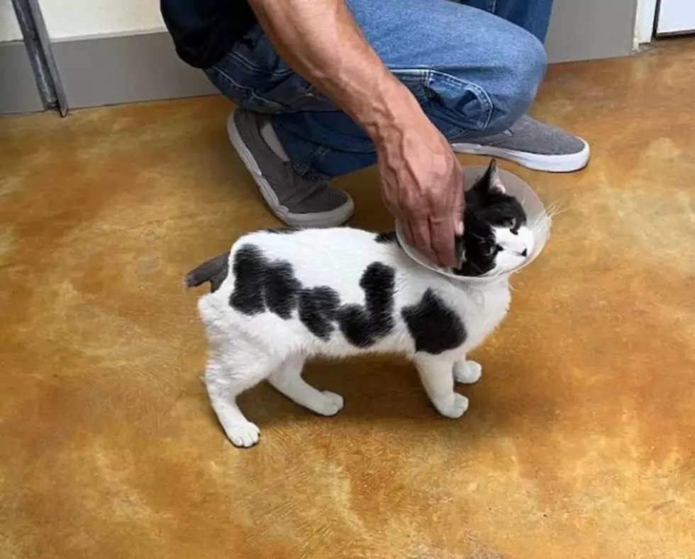 Amazing! This Adoptable Minnesota Cat Has It’s Name Written Onto His Side!