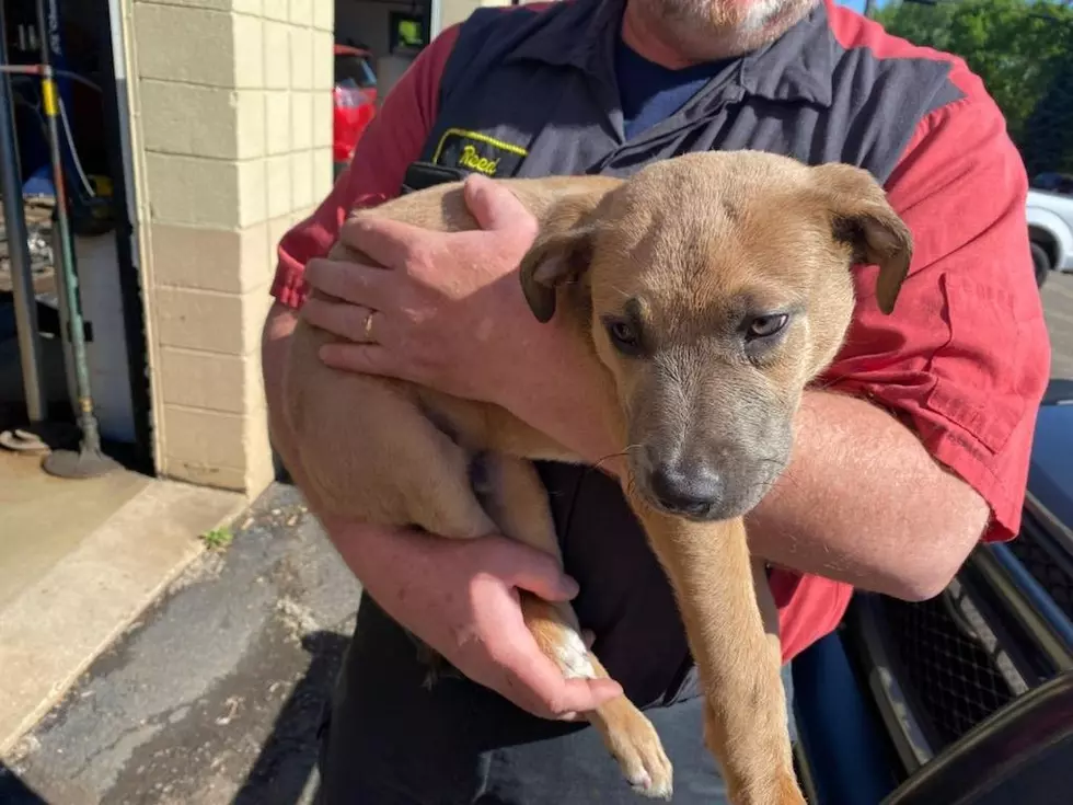 Southern Minnesota Mechanics Find & Rescue A Dog Thrown Away In Dumpster