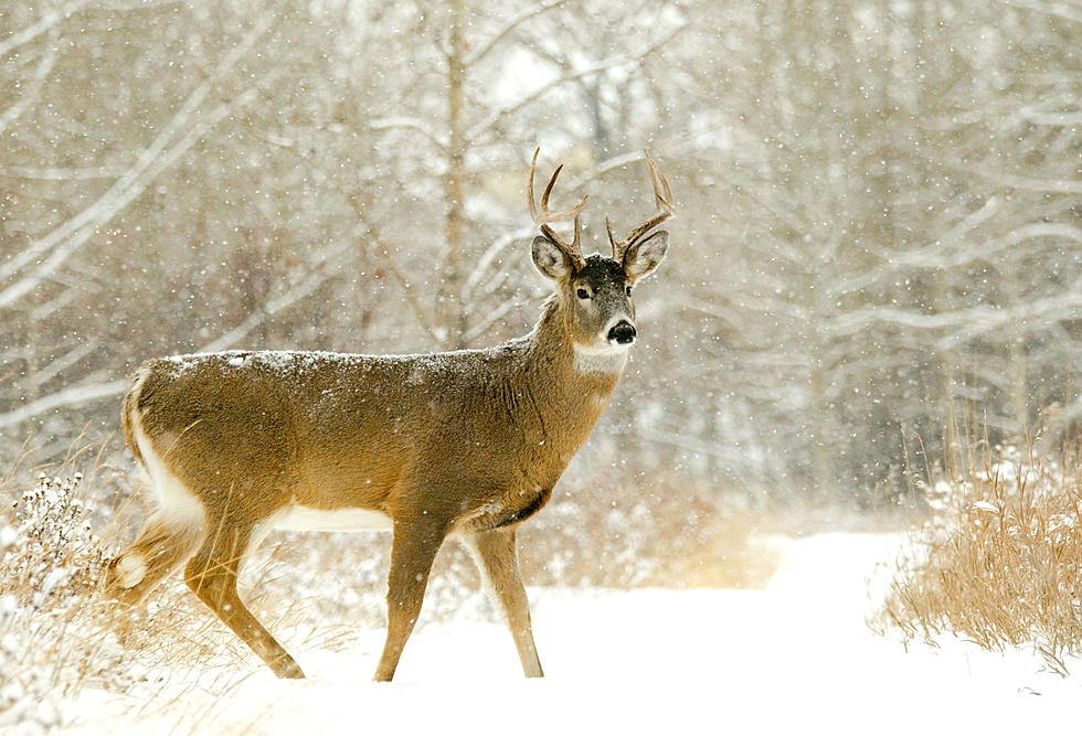 Apply now for River Bend Nature Center Deer Hunt