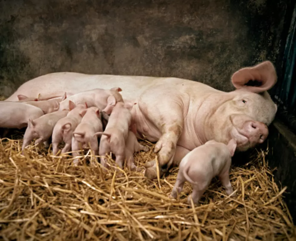 Pay Pork Producers For Pigs Euthanized Because of COVID-19?