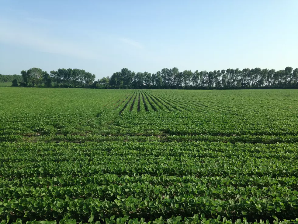 Market Report: Another Higher Close for Corn and Beans Wednesday