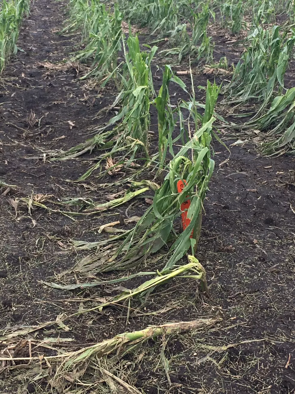 Hail Damage Can Wipe Out A Crop
