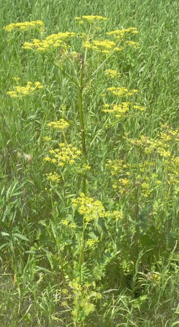 [Listen] Now is a good Time to control Wild Parsnip