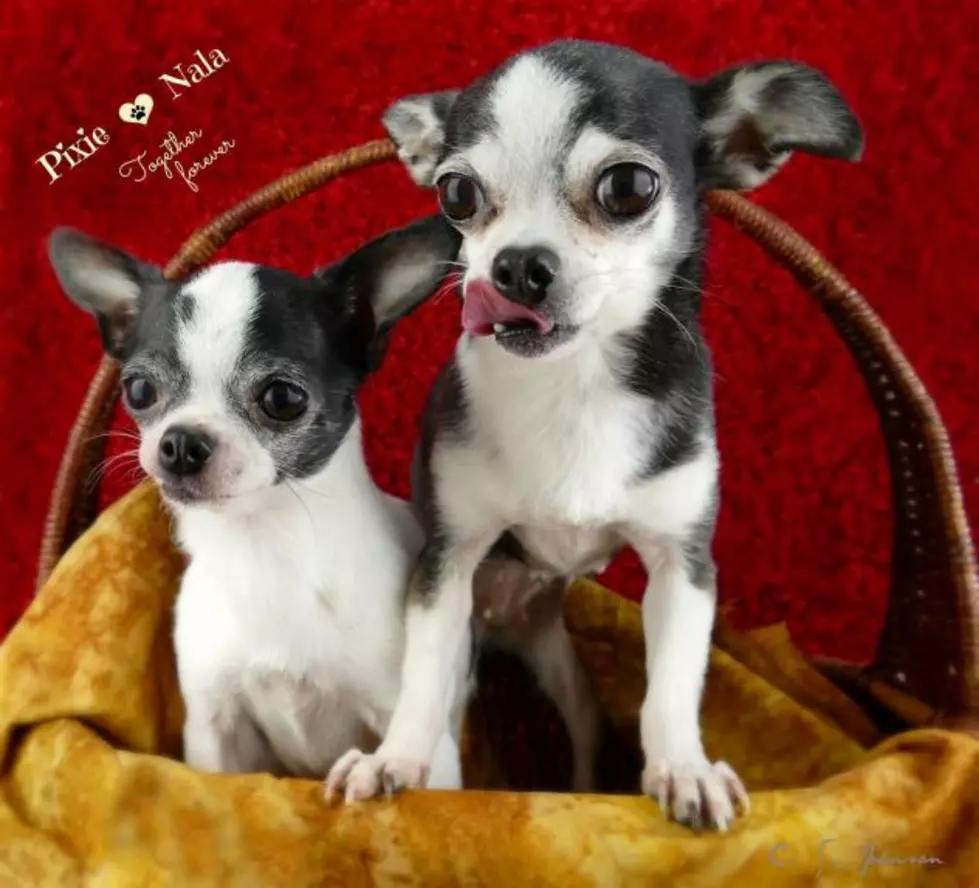 Pet of the Week: Nala And Pixie