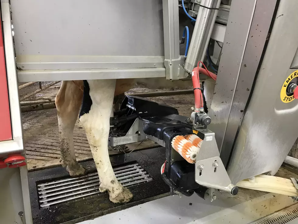 Robotic Milkers Change Dairy