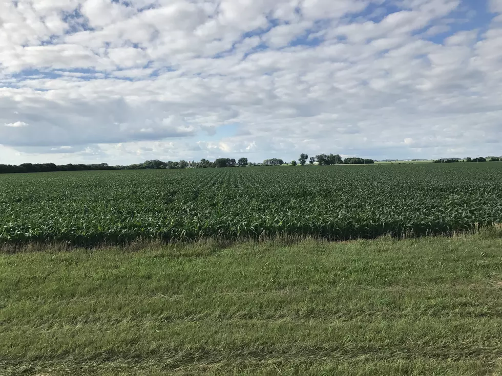 Corn and Soybean Weed Management Tour Near Rochester