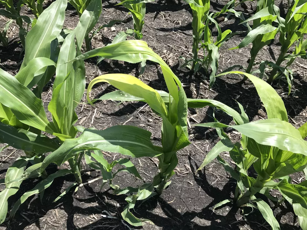 Are Yellow Corn Leaves A Good Sign?