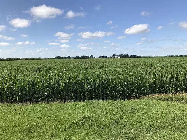 Critical Time for Corn Approaching