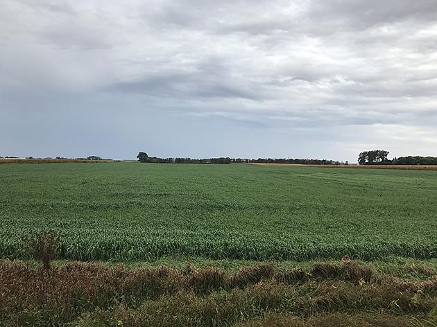 Minnesota Crop Improvement Association On AM Minnesota