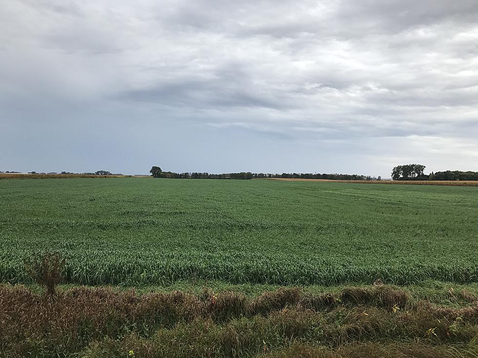 Minnesota Crop Improvement Association on AM Minnesota Today