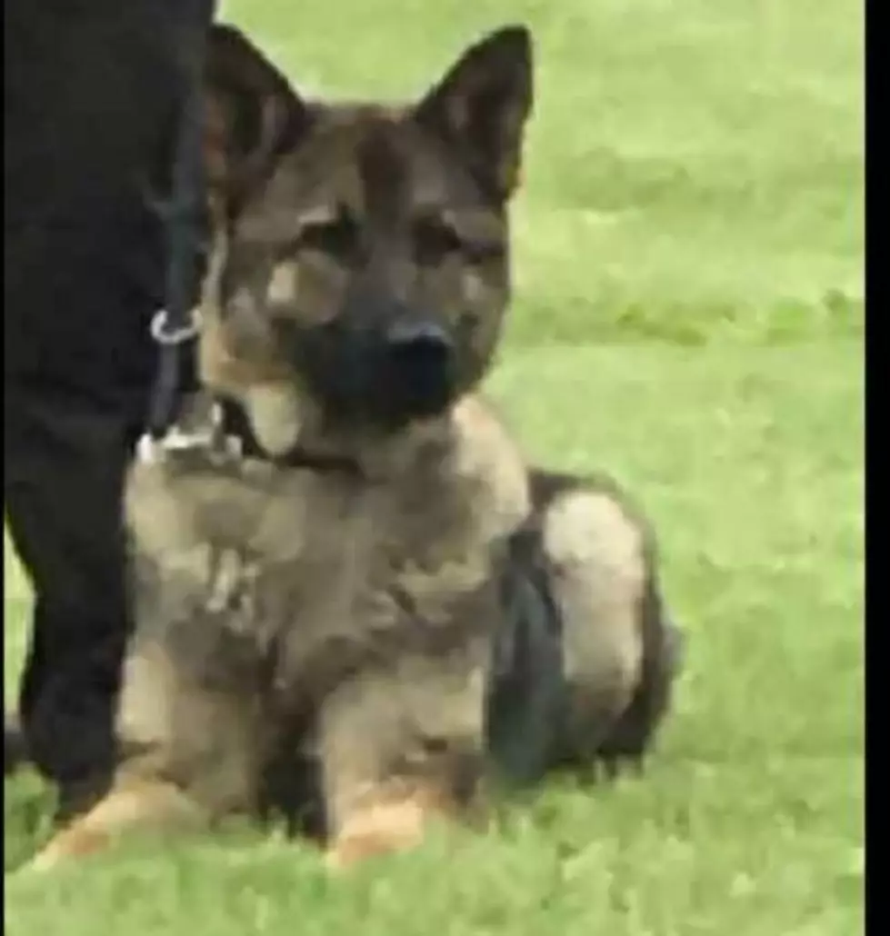 Houston County Loses It’s Newest K-9 Officer