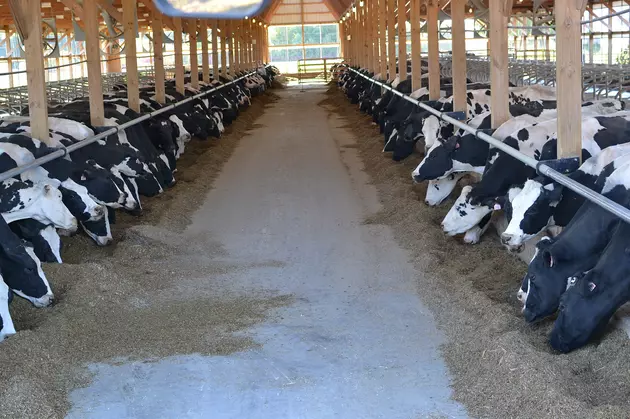 Dairy Farmers Sign Up For Margin Management Program?