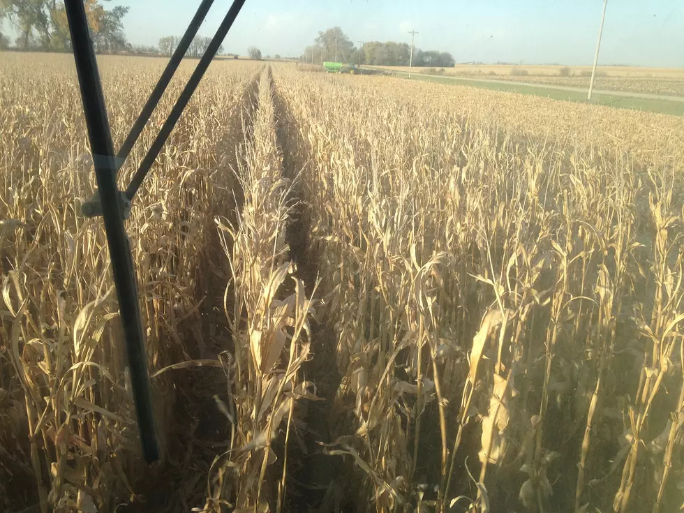 Minnesota Corn Growers Call to Action