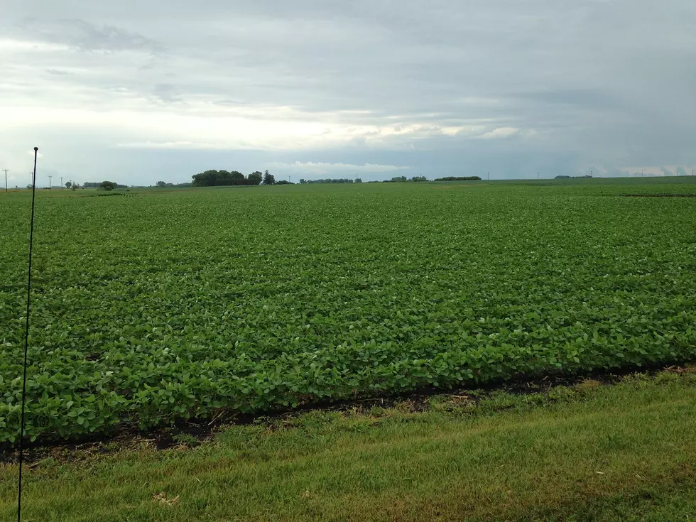 [Listen] Dicamba May be Bad News For Minnesota Soybean Growers