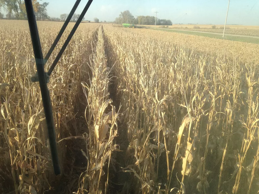 Tar Spot of Corn Found in Minnesota