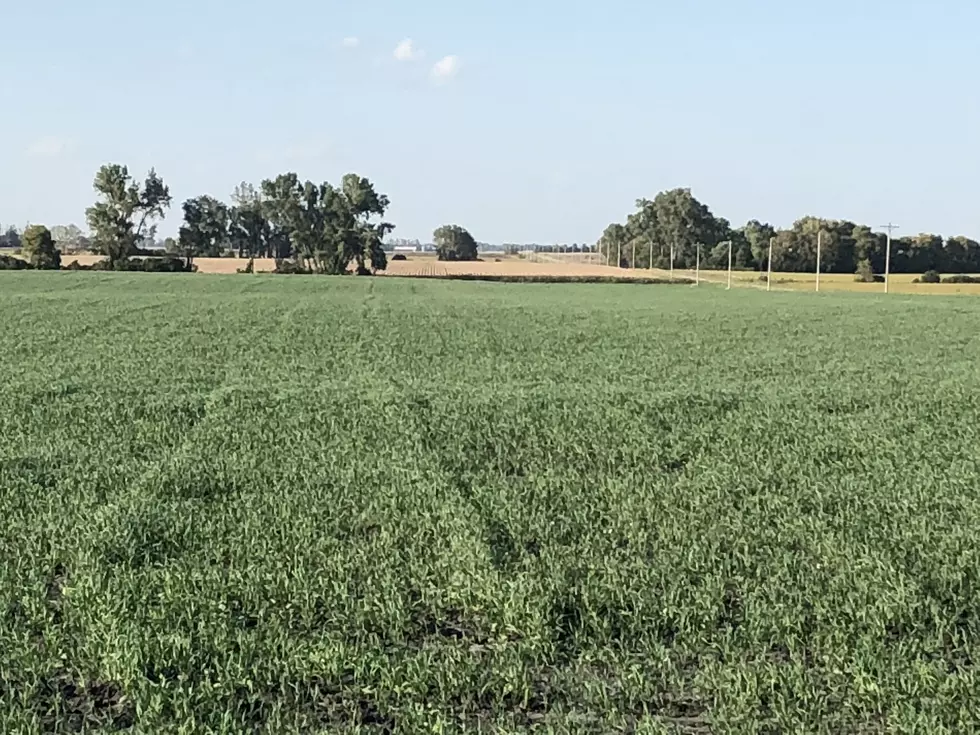 MDA Advises Caution With Cover Crop Seed