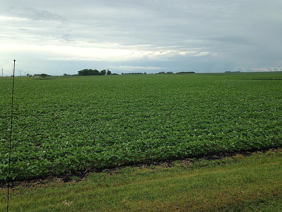 New Insecticides For Soybean Aphids