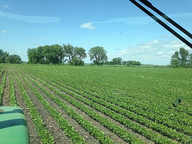 MDA Approves Dicamba in Minnesota for 2021