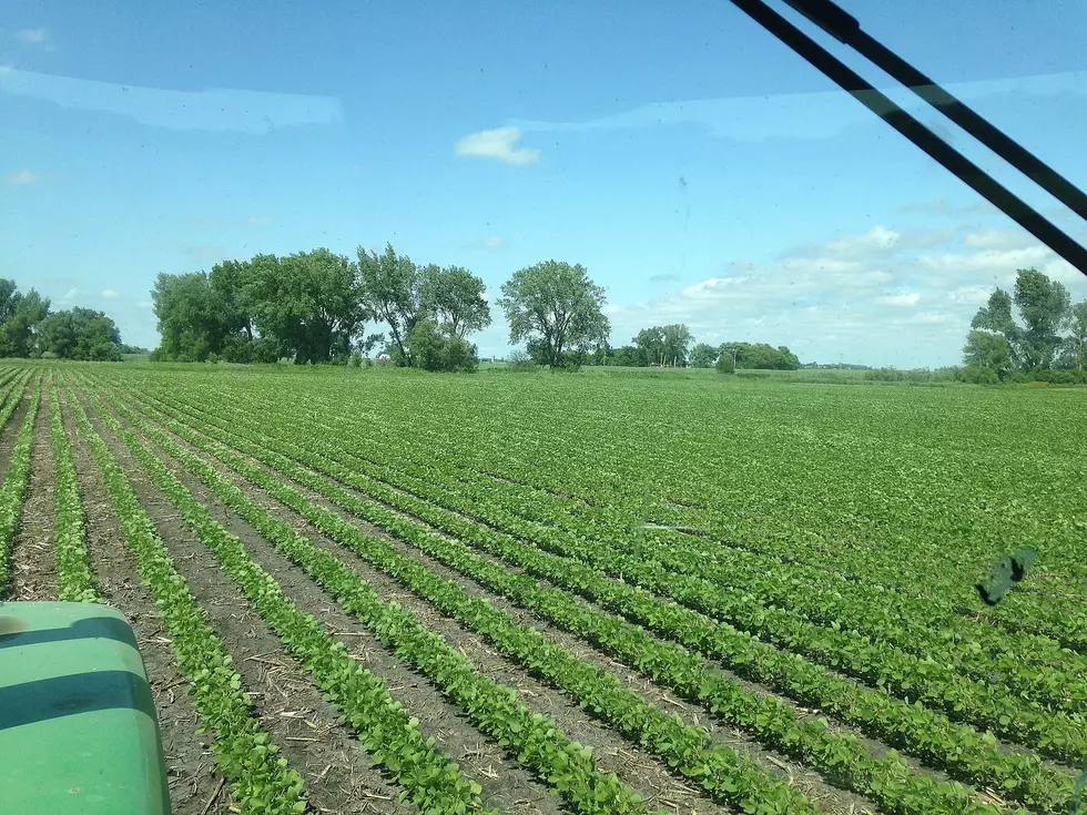 Will Dicamba Registration be Renewed For 2019?