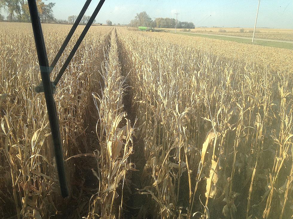 AM Minnesota Today Harvesting Down Corn