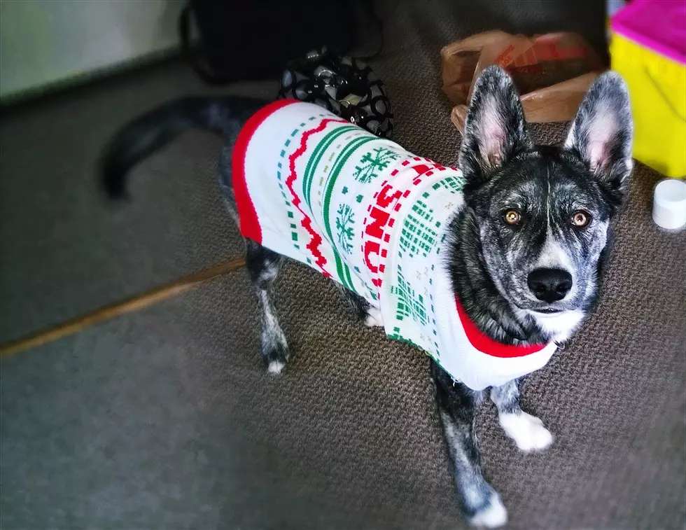 *Sigh*&#8230;My Wife Put Our Dog In A Sweater
