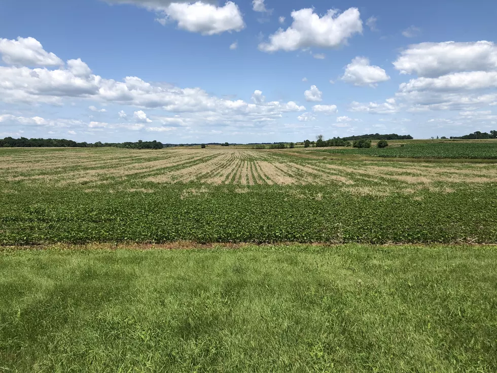 Cover Crops and Amazing Soybeans