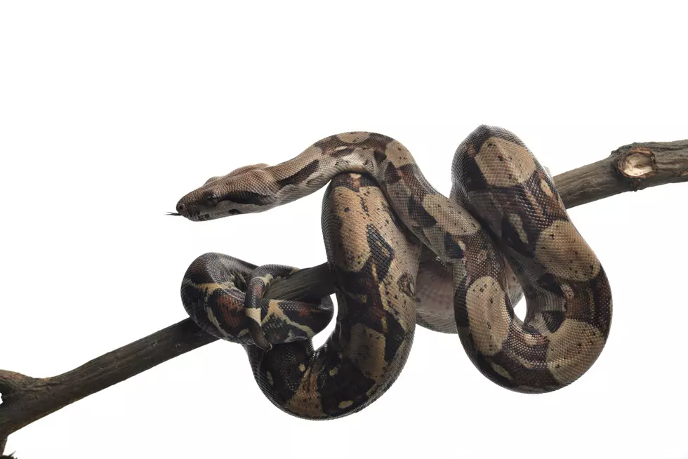 Boa Constrictor Found in Road Median in Burnsville