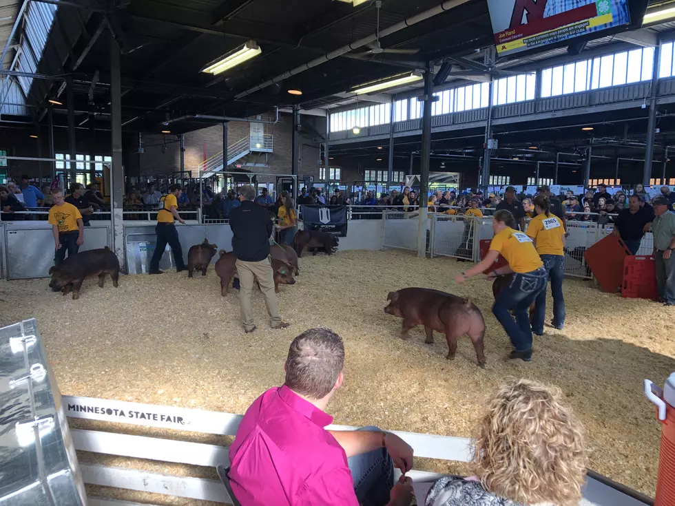 Have You Ever Been To The Minnesota State Fair 4-H Swine Show?