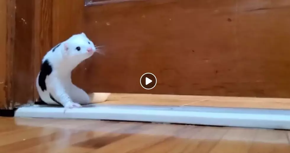 Weasel at Faribault Rescue Squeezes it’s Way Out Under Bathroom Door