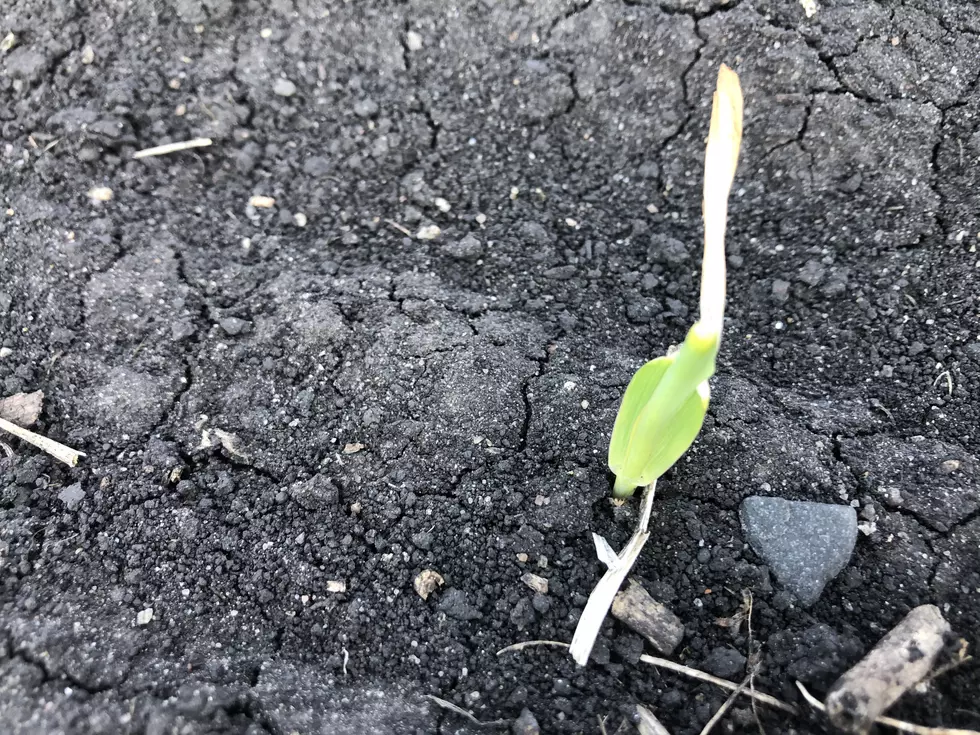 Frost Damaged Corn