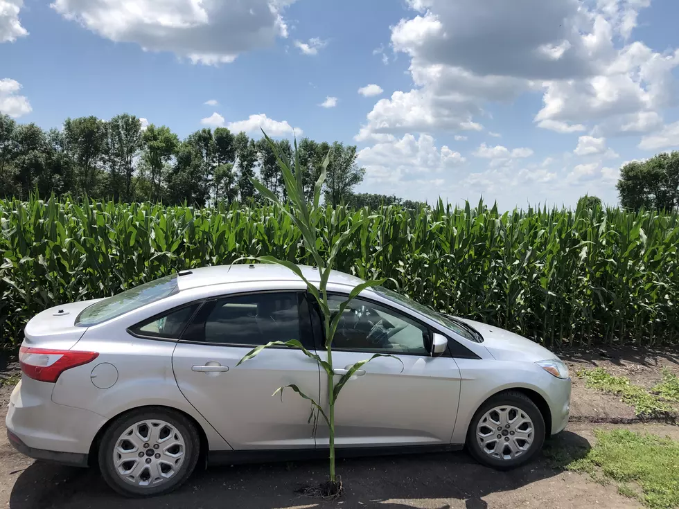 Corn Knee High By the 4th of July?