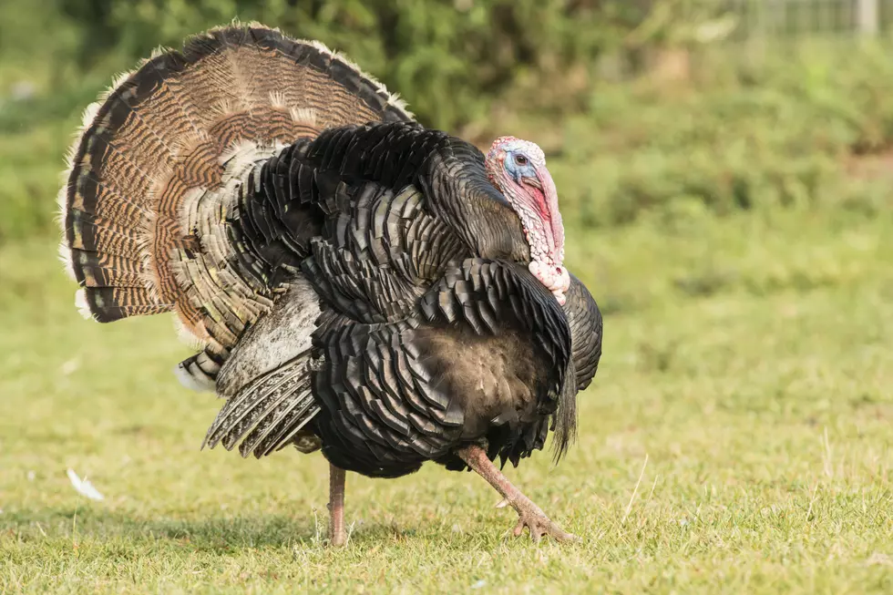 Turkey Breaks Through Window of Minnesota Home