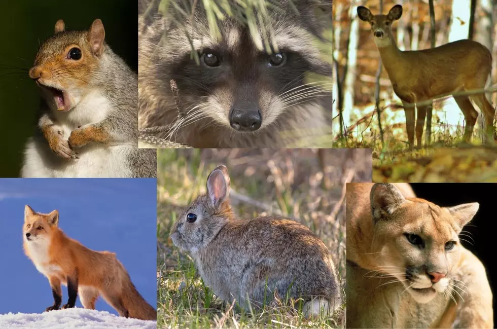 Which of These Minnesota Animals Can Humans Outrun?