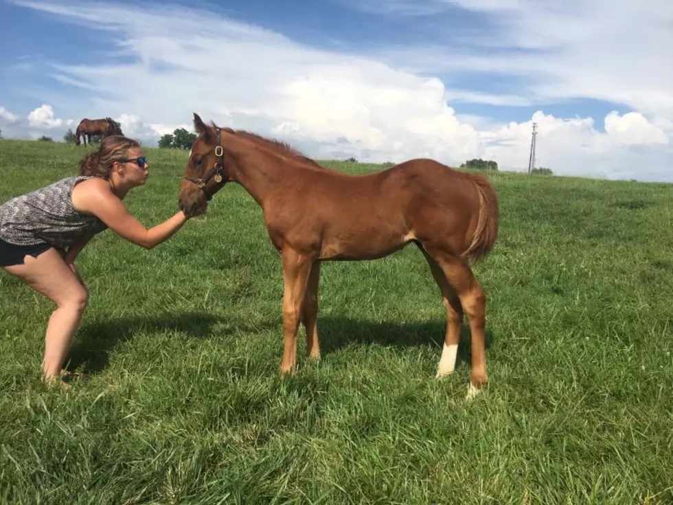 What Has 2020 Kentucky Derby Entrant Finnick The Fierce Been Up To?