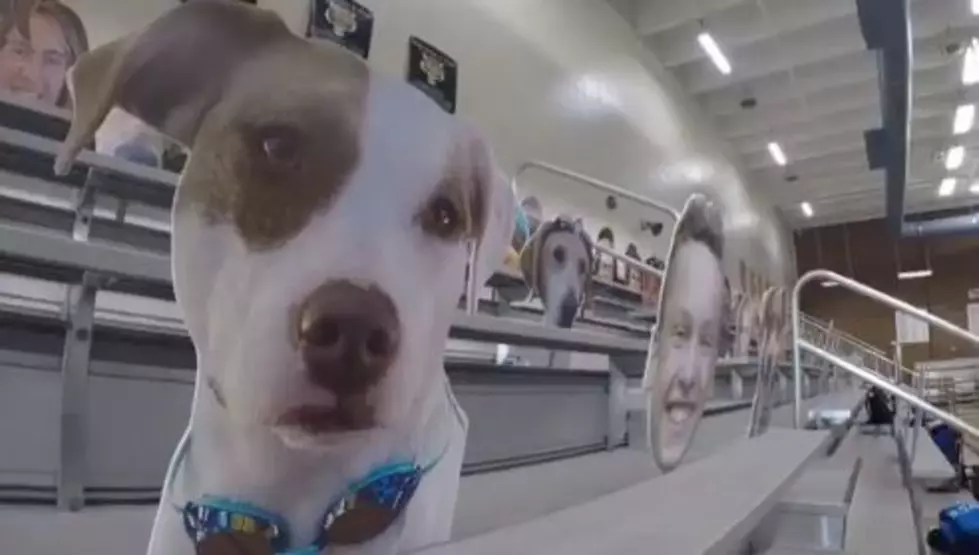 Farmington High School Surprises Swim Team with Cardboard Cutouts of Family and Dogs